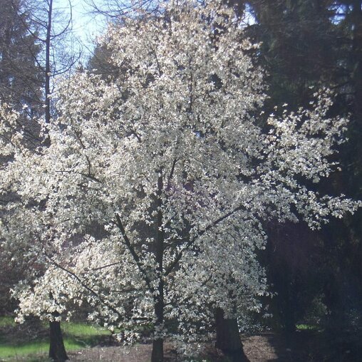 Magnolia kobus